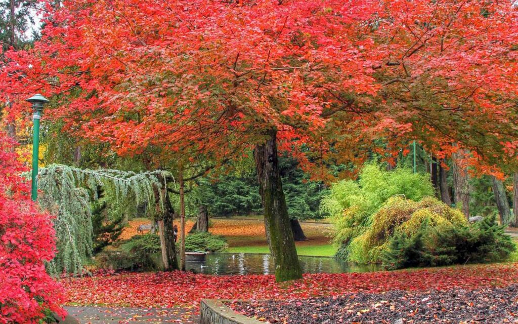 Fall colours envelop the gardens at Beacon Hill Park in Victoria.