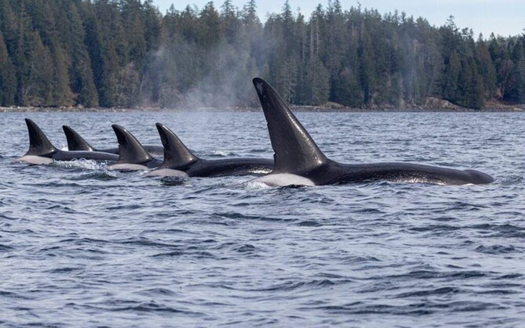 a pod of orcas break the surface on a Campbell River whale watching tour.