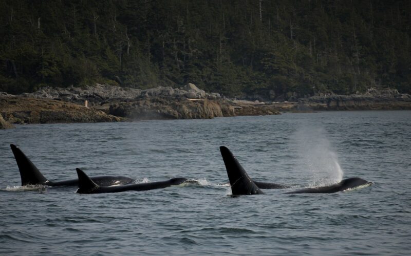 a pod of orcas on a Campbell River whale watching tours.
