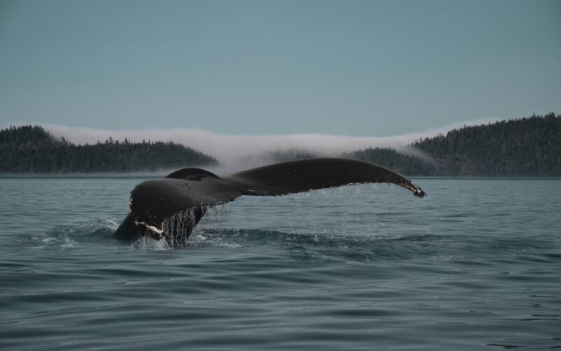 A humpback whale dives on a Telegraph Cove whale watching tour.