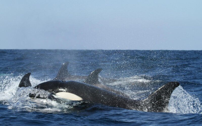 A pod of orcas breach the surface on a Nanaimo whale watching tour.