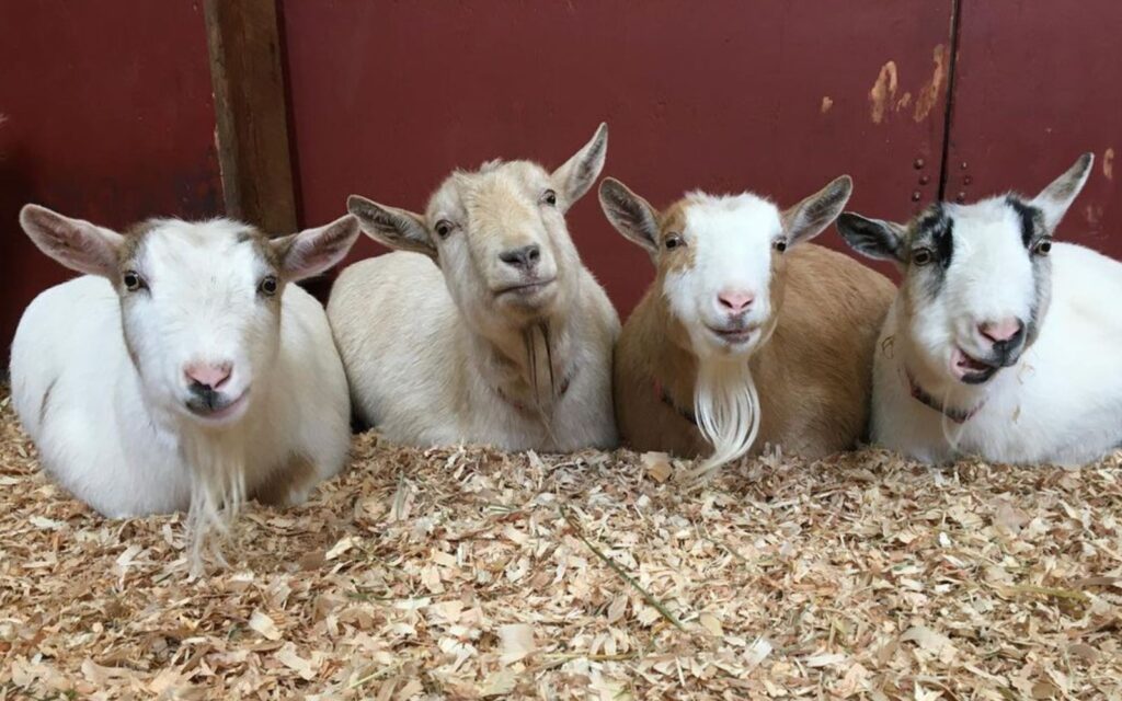 a group of goats at the Beacon Hill Children's Farm.
